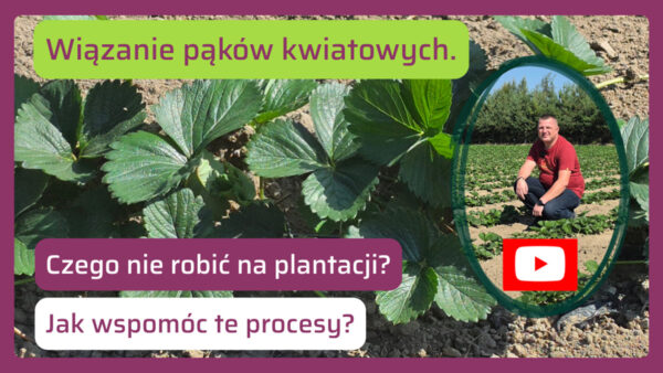 Truskawki wiążą pąki kwiatowe na przyszły sezon. Czego teraz nie robić, a co warto zrobić na plantacji, aby plony były większe?
