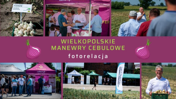 Wielkopolskie Manewry Cebulowe – Calfert na polu innowacji