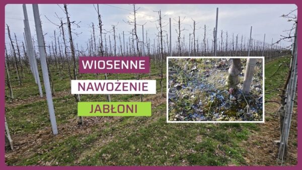 Wiosenne nawożenie jabłoni w oparciu o nawozy bezchlorkowe