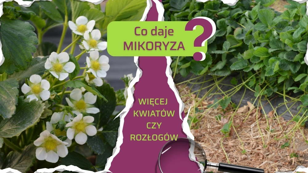 Wpływ mikoryzy na plonowanie truskawki