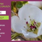 Zabiegi w gruszy na biały pąk i kwitnienie-ow