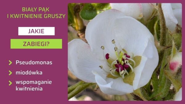 Zabiegi w gruszy na biały pąk i kwitnienie-ow