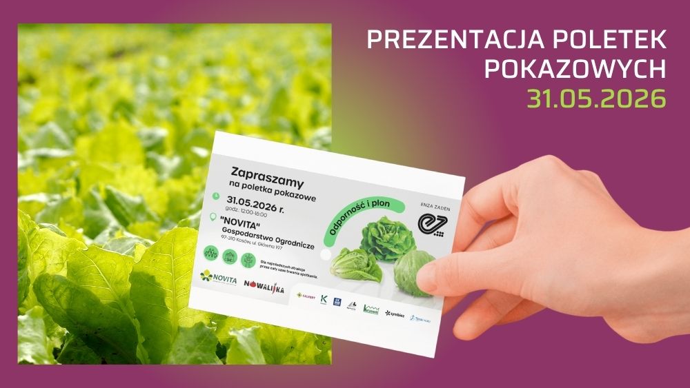 Zaproszenie na poletka pokazowe Enza Zaden - 31.05.2026 - sałata