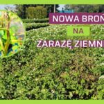 Zaraza ziemniaka - startegia antyodpornościowa w uprawie ziemniaka