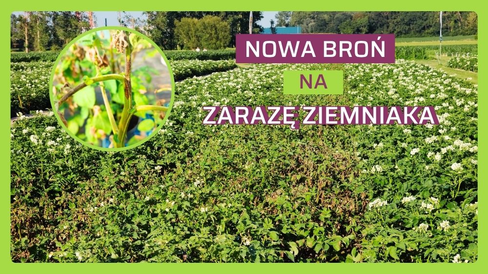 Zaraza ziemniaka - startegia antyodpornościowa w uprawie ziemniaka