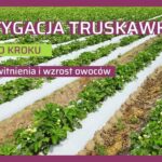 zasady fertygacji truskawki krok po kroku po kwitnieniu