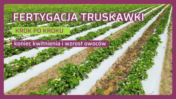 Zasady fertygacji truskawki pod koniec kwitnienia i w czasie owocowania
