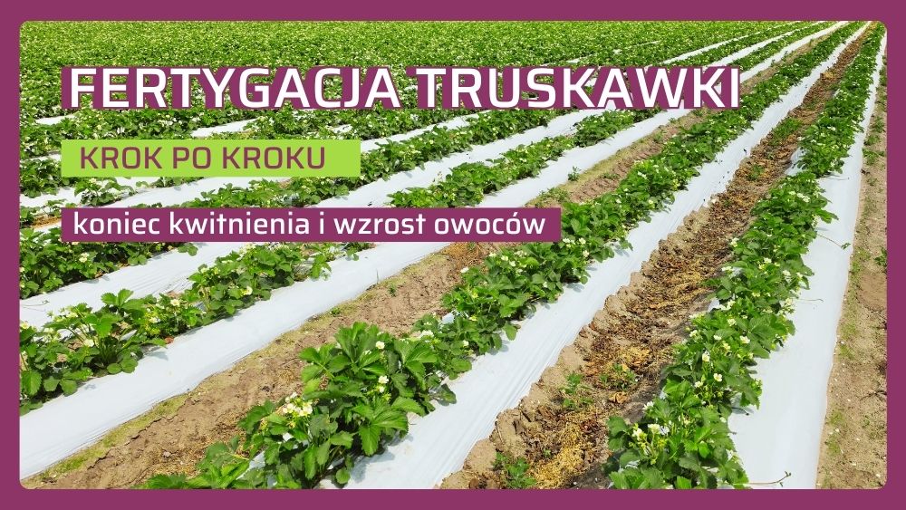 zasady fertygacji truskawki krok po kroku po kwitnieniu