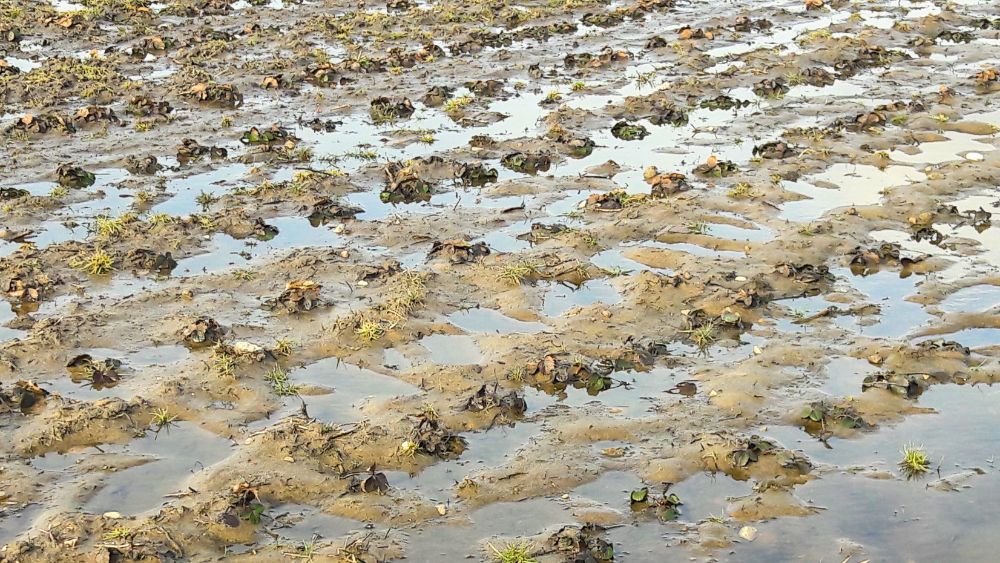 Zastoiska wody na plantacji truskawki po odwilży 2026