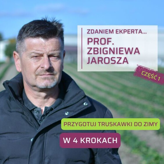 Zbigniew-Jarosz-Jak-przygotowac-truskawki-do-zimy-ob