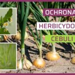 Zwalczanie chwastów w cebuli