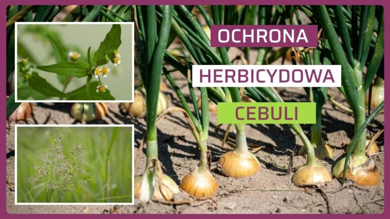 Zwalczanie chwastów w cebuli