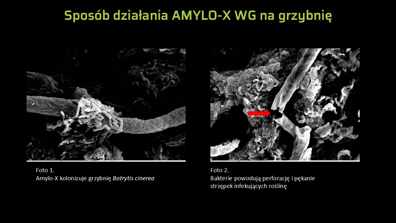 Obraz mikroskopowy działania Amylo-X WG na grzybnię Botrytis cinerea