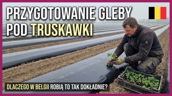 Przygotowanie stanowiska pod truskawki, czyli dlaczego w Belgii dokładnie przygotowuje się glebę zanim posadzi się rośliny.