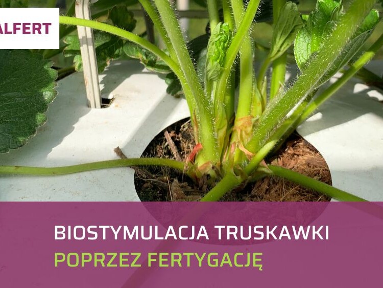 biostymulacja truskawki poprzez fertygacje_ow