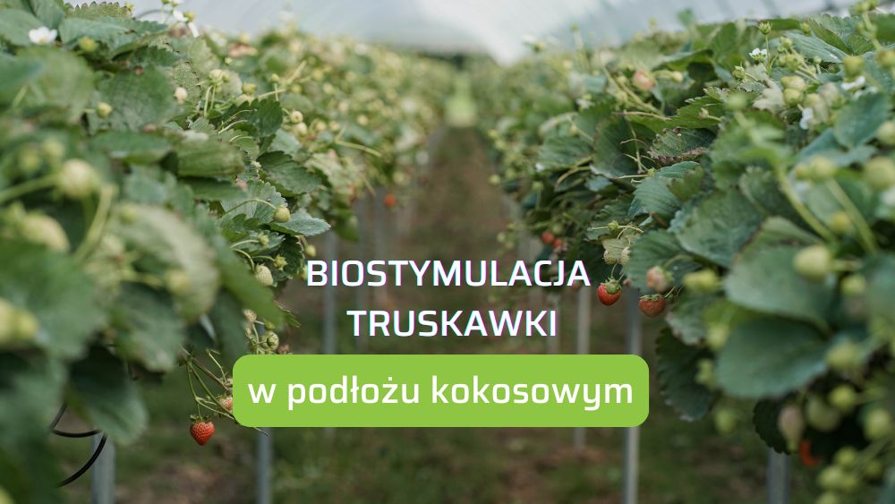 biostymulacja truskawki uprawianej w kokosie