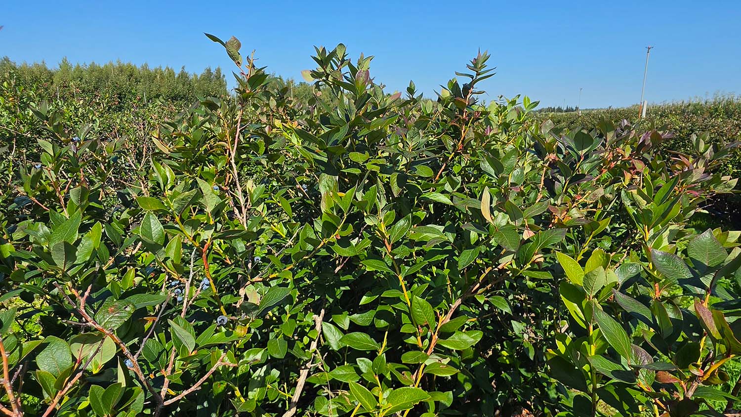 Plantacja borówki wysokiej odmiany Chandler jesienią
