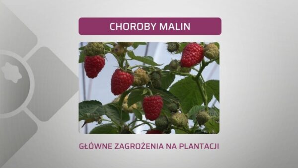 Najgroźniejsze choroby maliny. Główne zagrożenia, zwalczanie