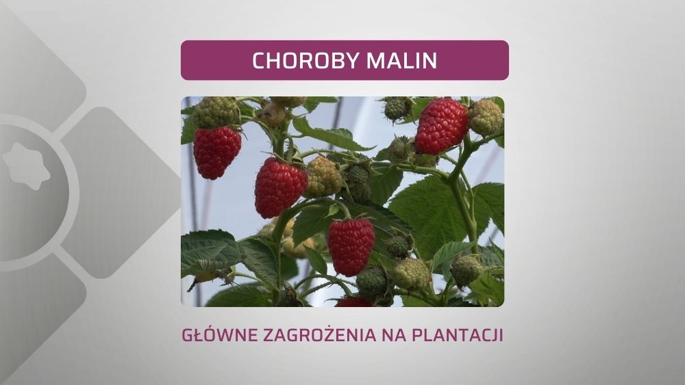 najgroźniejsze choroby maliny