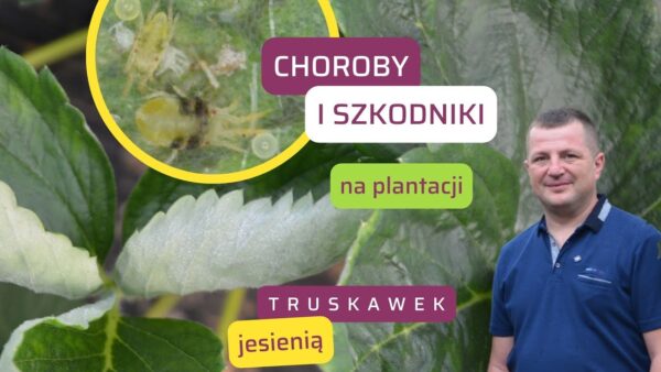 Choroby i szkodniki na plantacji truskawek jesienią – jak dolistnie żywić rośliny pod koniec sezonu wegetacyjnego?