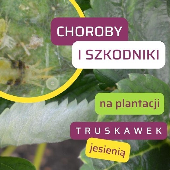 choroby-szkodniki-na-plantacji-truskawek-jesienia-ow