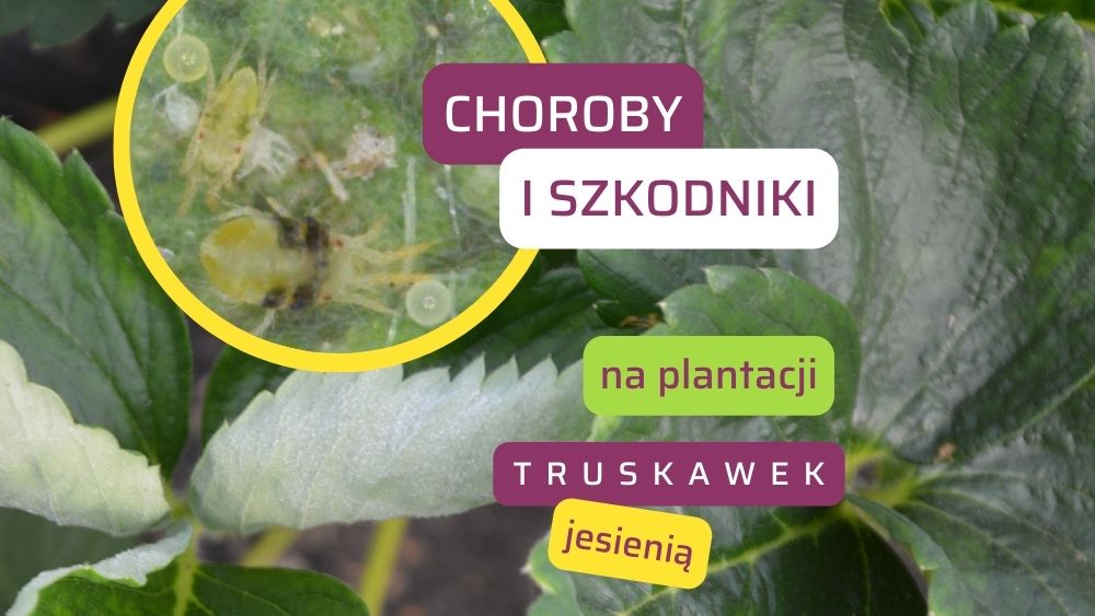 choroby-szkodniki-na-plantacji-truskawek-jesienia-ow