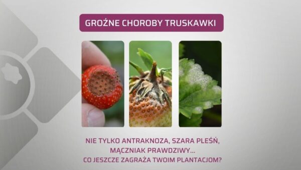 Choroby truskawki: stare i nowe zagrożenia