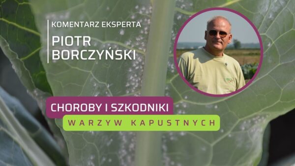Choroby i szkodniki w uprawie warzyw kapustnych. Jak zwalczać?