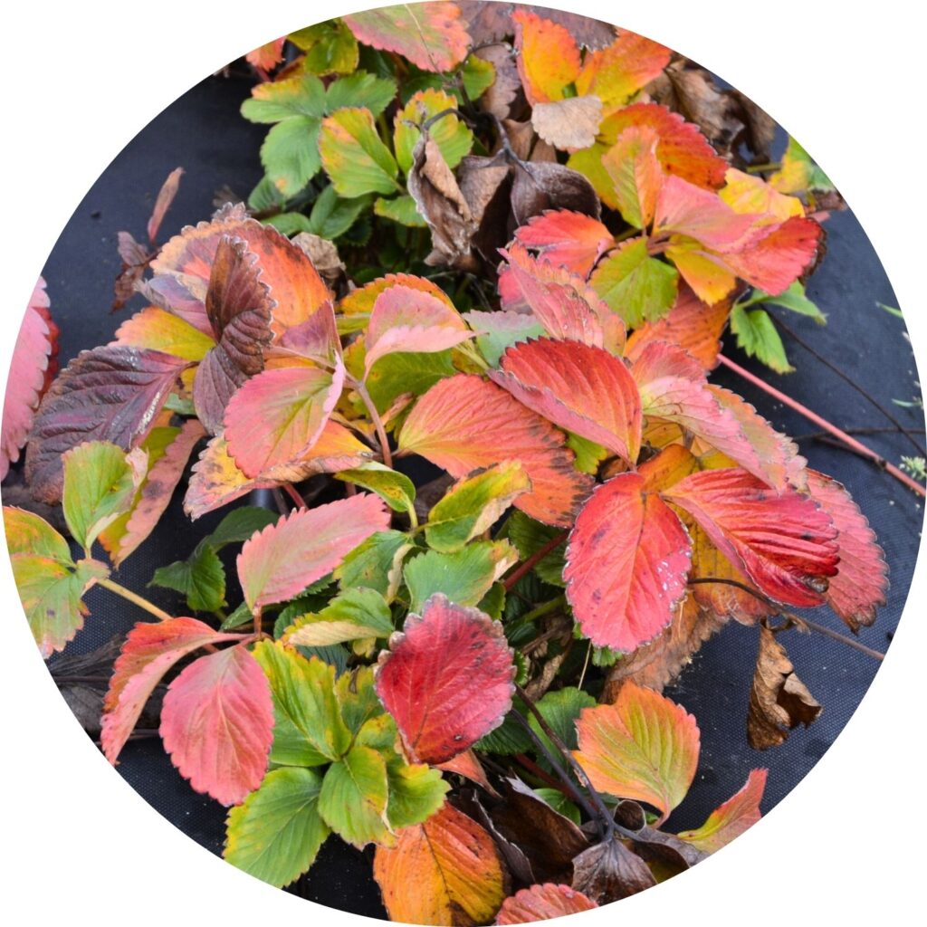 czerwone liście truskawki