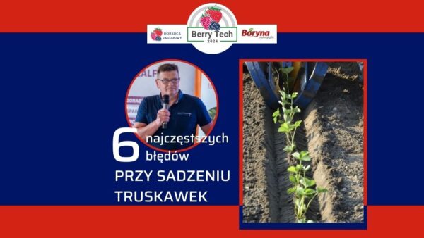 Truskawki zamierają po posadzeniu? Oto 6 najczęstszych błędów
