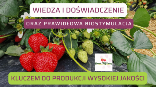 do filmu z Mateuszem 5