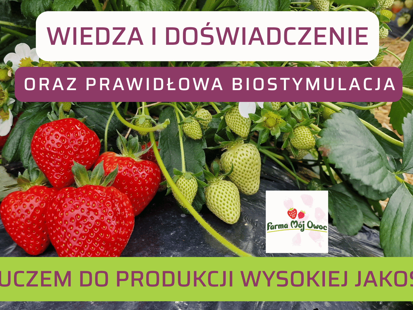 do filmu z Mateuszem 5