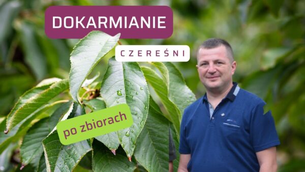 Dokarmianie czereśni po zbiorach owoców. Jak i czym nawozić?
