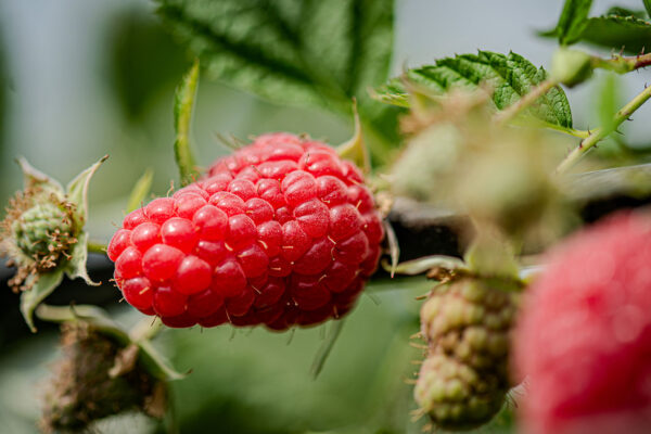 Wapń – pierwiastek ważny w produkcji owoców maliny. Jak dostarczać wapń pozakorzeniowo, dolistnie?