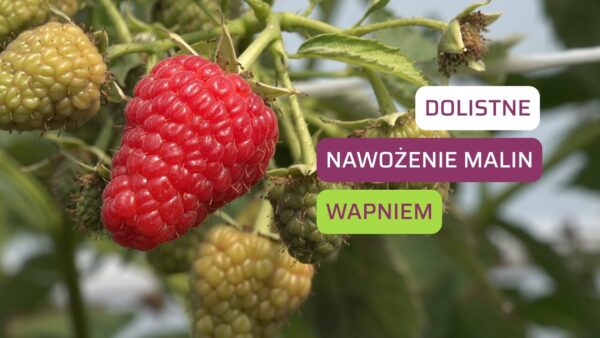 Dolistne nawożenie malin wapniem – praktyczne wskazówki