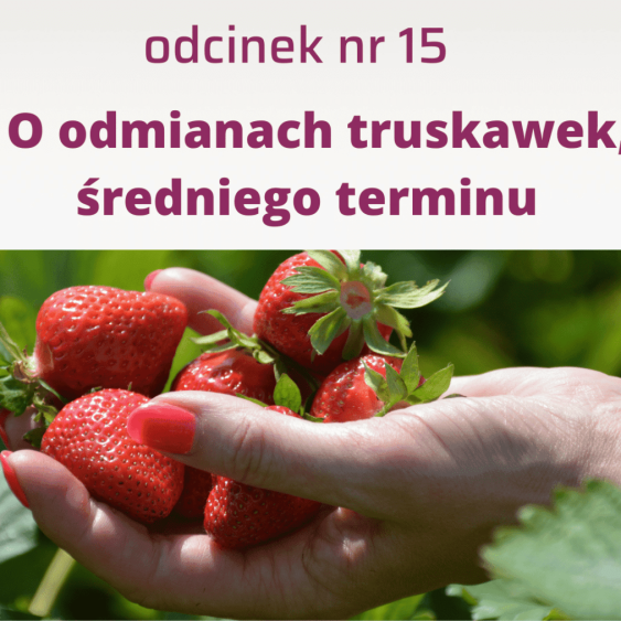 15. Jakie są aktualne truskawkowe, odmianowe trendy i preferencje?