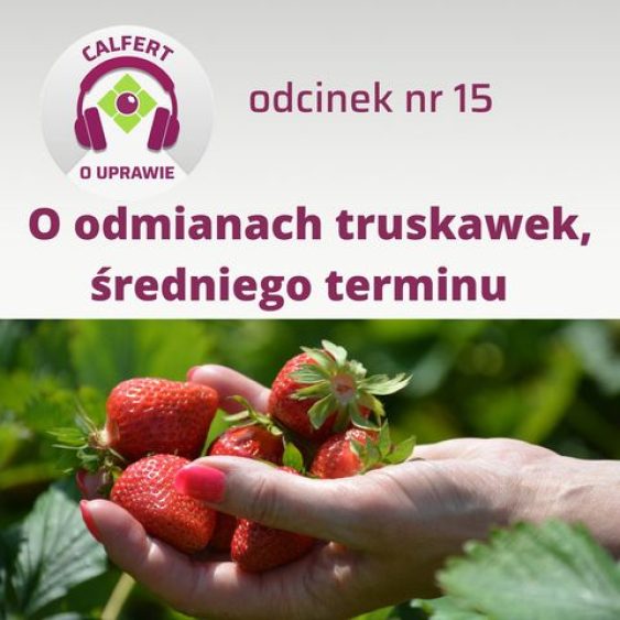 15. O średnich odmianach truskawek