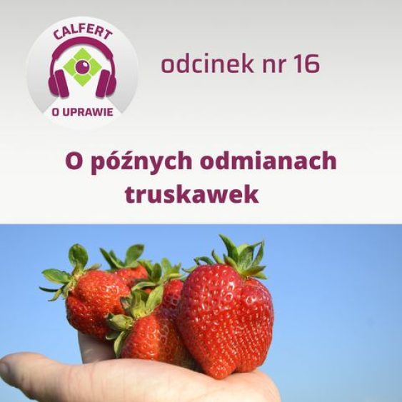 16. O późnych odmianach truskawek