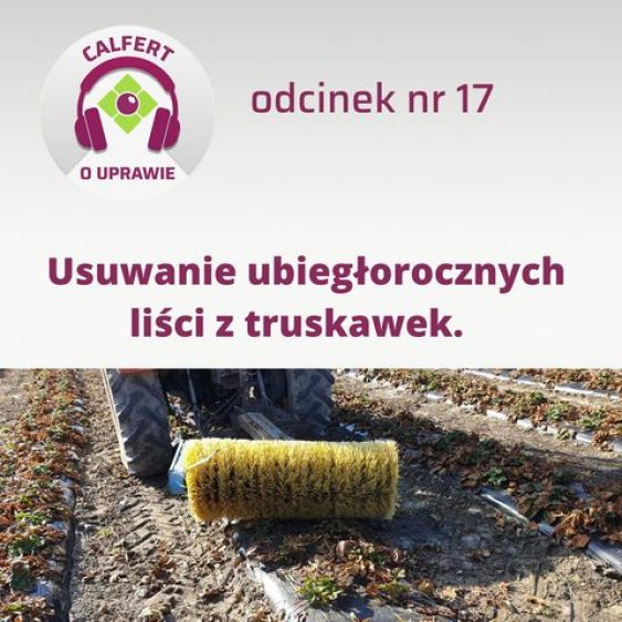 17. Usuwanie ubiegłorocznych liści z plantacji truskawek, przed nowym sezonem