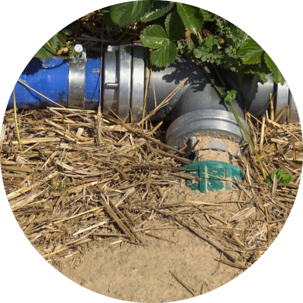 3. Jak prawidłowo przygotować truskawki, maliny i borówki do spoczynku zimowego?