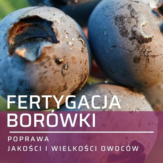 fertygacja-borowki-amerykanskiej-ow