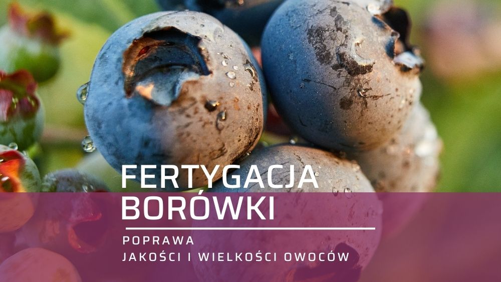 fertygacja-borowki-amerykanskiej-ow