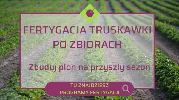 Jak budować plon truskawek na przyszły rok poprzez odpowiednie nawożenie za pomocą fertygacji?