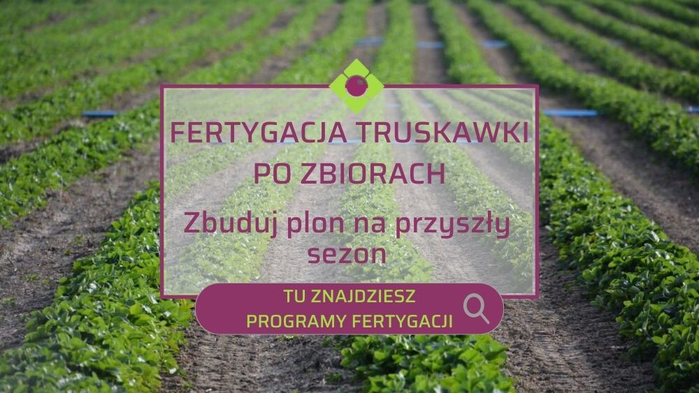 fertygacja-truskawki-po-zbiorach-ow