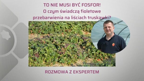 Fioletowe przebarwienia na liściach truskawki. Skąd się biorą? (cz. I)