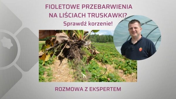 Fioletowe przebarwienia na liściach truskawki. Skąd się biorą? cz. II