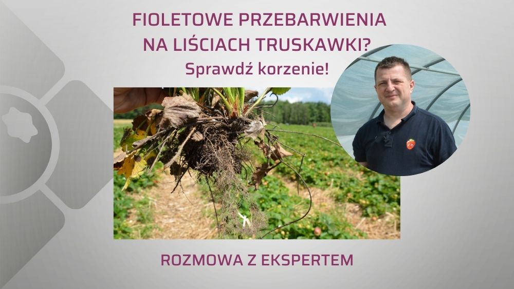 o czym świadczą fioletowe liście truskawki