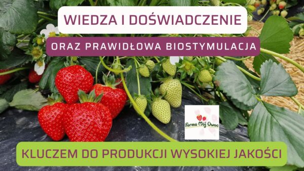 Wiedza i doświadczenie kluczem do prawidłowej biostymulacji i produkcji wysokiej jakości owoców truskawki