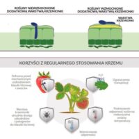 grafika-do-Potasil-Plus-Krzem-600x547