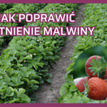 JAK POPRAWIĆ KWITNIENIE odmian późnych
